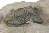 Gorgeous Zlichovaspis Trilobite - Orange Eyes #301715-1